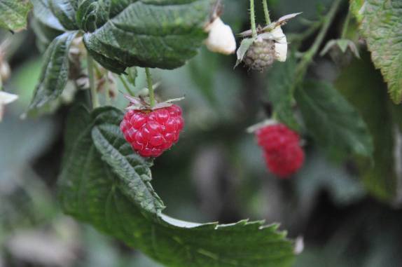 Raspberry cresce na horta da casa do Len e da Irmi, em Chilliwack, interior da British Columbia. oeste do Canadá
